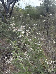 Orbivestus cinerascens