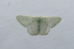 Orothalassodes leucoceraea