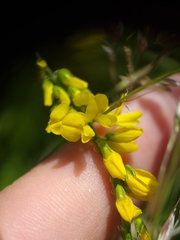 Melilotus altissimus