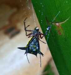 Micrathena kochalkai