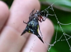 Micrathena kochalkai