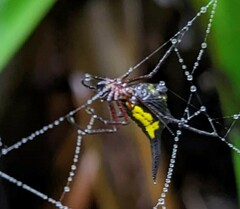 Micrathena kochalkai