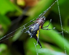 Micrathena kochalkai