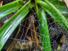 Micrathena kochalkai