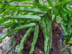 Serpocaulon sessilifolium