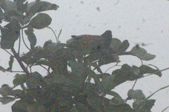 Centropus senegalensis