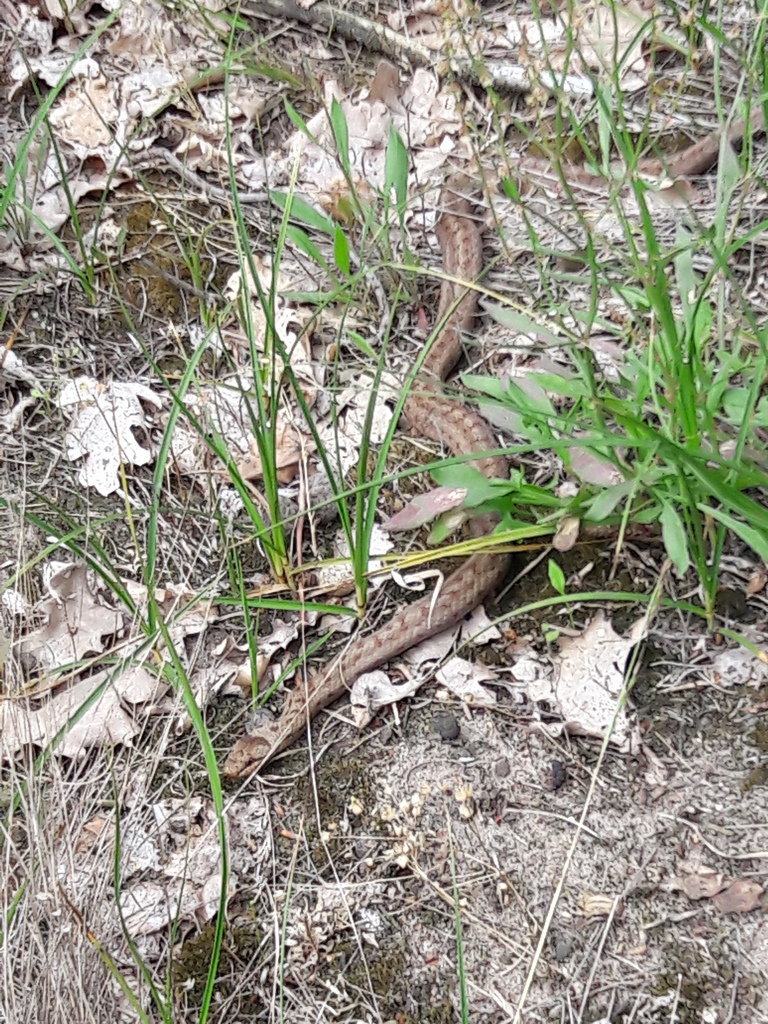Smooth Snake From 33813 Oerlinghausen Deutschland On June 22 2019 At smooth-snake-from-33813-oerlinghausen-deutschland-on-june-22-2019-at