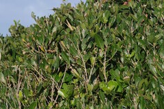 Allophylus natalensis