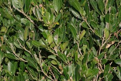 Allophylus natalensis