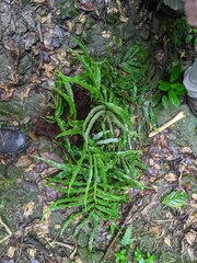 Serpocaulon sessilifolium