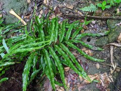 Serpocaulon sessilifolium