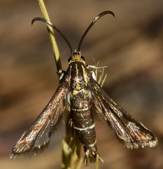 Pyropteron meriaeformis