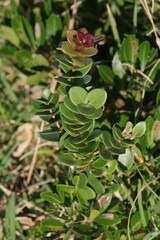 Eugenia capensis