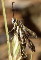 Pyropteron meriaeformis