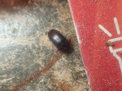 Attagenus unicolor