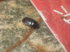 Attagenus unicolor