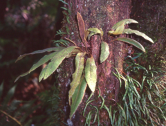 Elaphoglossum paleaceum