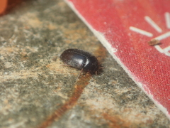 Attagenus unicolor