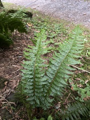 Polystichum aculeatum