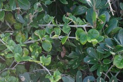 Canthium spinosum