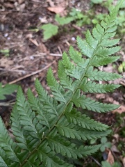 Polystichum aculeatum