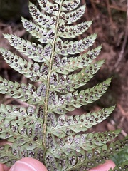 Polystichum aculeatum