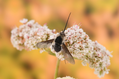 iNaturalist observation photo of Greater Bee Flies