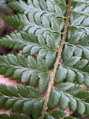 Polystichum aculeatum