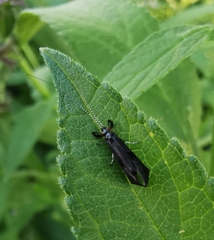 Mystacides azureus