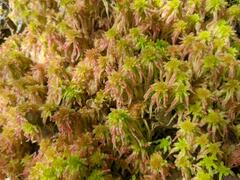 Sphagnum meridense
