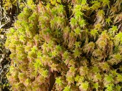 Sphagnum meridense