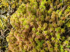 Sphagnum meridense