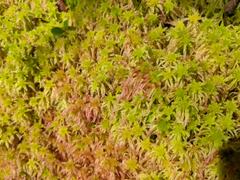 Sphagnum meridense