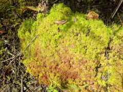 Sphagnum meridense