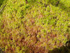 Sphagnum meridense