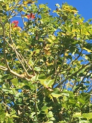 Erythrina ×sykesii