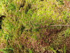 Sphagnum meridense