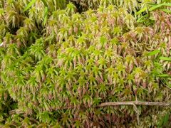 Sphagnum meridense
