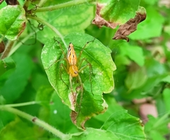 Oxyopes sertatus