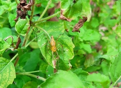Oxyopes sertatus