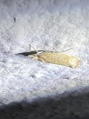 Ypsolopha nella