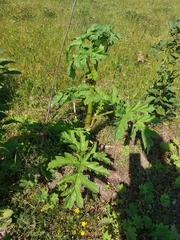 Heracleum sosnowskyi