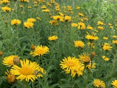 Pentanema salicinum