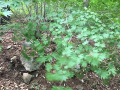 Acer pseudosieboldianum