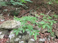 Lindera erythrocarpa