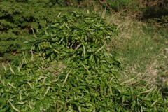 Phytolacca dodecandra