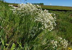 Eremogone longifolia