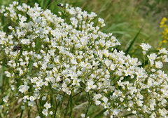 Eremogone longifolia