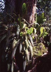 Elaphoglossum paleaceum