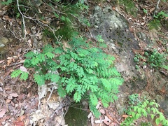 Indigofera kirilowii